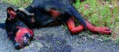 চারটি বিষধর সাপ পোষ্যটির মালিকের বাড়িতে ঢোকার চেষ্টা করছিল। সেগুলির সঙ্গে লড়াই করে চারটিকেই মারতে সক্ষম হয় সে। কিন্তু লড়াইয়ে জিতলেও বিষাক্ত সাপগুলির ছোবলে মৃত্যুর মুখে ঢলে পড়ে ডোবারম্যানটি। 