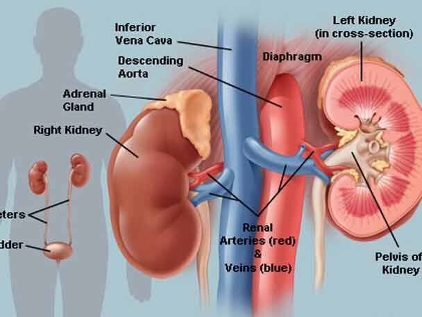 যাদের কিডনির সমস্যা রয়েছে তারা যদি প্রয়োজনের অতিরিক্ত বেশি জল খান, তাহলে ব্লাডারে চাপ পড়ে তা সমস্যা আরও বৃদ্ধি করে।