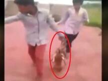 ভয়ঙ্কর ফুটেজ: তিন কুকুর ছানাকে পুড়িয়ে মারল একদল কিশোর, ভিডিও ভাইরাল