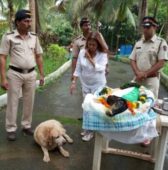 চারটি সামরেময়র মধ্যে এখন বেঁচে আছে একমাত্র সিজার। টাইগারের মৃত্যুর পর থেকে সে আর উঠছে না। শনিবার রাত থেকে শুয়েই আছে। দেখেই বোঝা যাচ্ছে, সে ভেঙে পড়েছে।