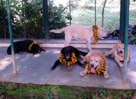 ফিজা শাহ নামে এক পশুপ্রেমীর খামারবাড়িতেই ছিল টাইগার এবং আরও তিনটি সারমেয়। তারা চার জনই ২৬/১১ হামলার সময় পুলিশকে সাহায্য করেছিল।