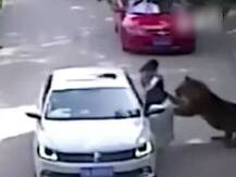 দেখুন: চিনে অভয়ারণ্যের মধ্যে মহিলাকে টেনে নিয়ে গেল বাঘ