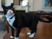 ক্ষমতা দখল! ব্রিটিশ প্রধানমন্ত্রীর বাসভবনে ‘অনুপ্রবেশ’ বিদেশসচিবের মার্জারের