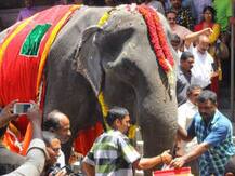 বয়স ৮৬ বছর! ‘দিদা হাতি’-র নাম গিনেস বুকে তুলতে শুরু প্রক্রিয়া