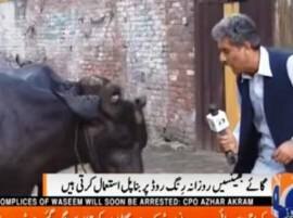 Hilarious Video Pakistan Journalist Asks Question To A Buffalo মজার ভিডিও: মহিষকে প্রশ্ন পাক সাংবাদিকের