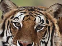 নিখোঁজ বাঘের খোঁজে ৪০০ টি গ্রামে তল্লাশি, সন্ধান দিলে ৫০,০০০ টাকা পুরস্কার ঘোষণা