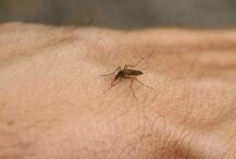 ওড়িশায় মহামারীর চেহারা নিয়েছে জাপানি এনসেফ্যালাইটিস, মৃত ৫০টিরও বেশি শিশু