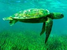 ৩০০০ জীবন্ত কচ্ছপ উদ্ধার, দাম ৩০ লক্ষ টাকা