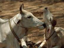 কারা ‘প্রকৃত’ গোরক্ষক? পরিচয়পত্র বানাতে চায় গুজরাত সরকার