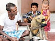 হনুমানের কিনা হইল জ্বর, সারিল প্যারাসিটামলে!