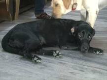 আজমের মোষের পর এবার বিজেপি সাংসদের নিখোঁজ সারমেয় খুঁজে দিতে হবে অখিলেশের পুলিশকে