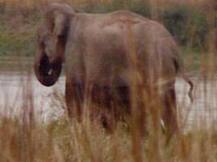 মৃত্যু হল বন্যায় ভেসে গিয়ে বাংলাদেশে আটকে পড়া ভারতীয় হাতিটির