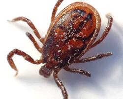 Another Disease Named Scrub Typhus Is Infecting People May Cause Epidemic ডেঙ্গির দাপটের মধ্যেই শহরে হাজির স্ক্রাব টাইফাস, উপসর্গ এক, বিভ্রান্ত চিকিত্সকরা