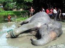 ‘বঙ্গবাহাদুর’: ভারতীয় হাতির মৃত্যুতে ১ কোটি ক্ষতিপূরণ দাবি করে মামলা বাংলাদেশ হাইকোর্টে