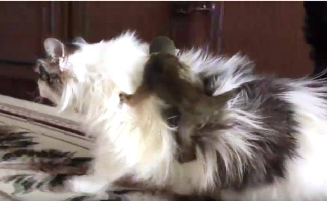 তবে, এহেন বাচ্চার দুষ্টুমিতে বেশ অতিষ্ট হয়ে উঠেছে পালিত মা। কারণ, সে তাকে ক্রমাগত আঁচড়ে-কামড়ে চলেছে।