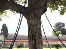 বেচারা! পাকিস্তানে ১১৮ বছর ধরে গ্রেফতার এই বটগাছটি