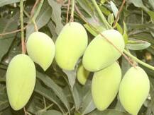 বুনো আম থেকে চকোলেট! সন্ধান গবেষকদের