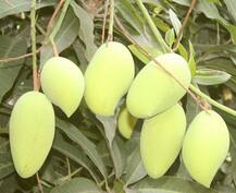 রাষ্ট্রপতি ভবনের বাগানে বসল সদাবাহার আম গাছ, ফলবে সারা বছর