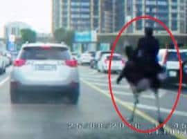 Bizarre Video Of Man Riding An Ostrich Through Traffic Goes Viral ভিডিওতে দেখুন: ব্যস্ত রাস্তায় পিঠে সওয়ারি নিয়ে দৌড় উটপাখির
