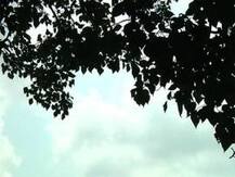 আজও বৃষ্টির পূর্বাভাস