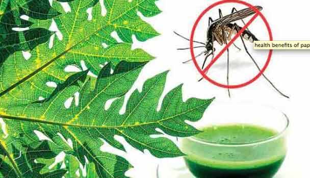 পেঁপে পাতার রস প্লেটলেট বাড়াতে বিশেষ ভাবে উপকারী। কারণ, পেঁপে পাতার মধ্যে দুধরনের উত্সেচক আছে যা প্লেটলেট বৃদ্ধিতে বিশেষ উপকারী।