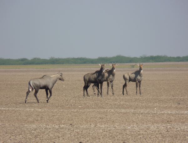গুজরাতের কচ্ছের রণ অঞ্চলও অত্যন্ত সুন্দর। এই অঞ্চলেও পর্যটকরা দলে দলে বেড়াতে যান।
