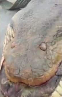 ব্রাজিলে ধরা পড়ল ৩৩ ফুট লম্বা অ্যানাকোন্ডা