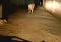 দেখুন, জুনাগড়ের রাস্তায় ঘুরে বেড়াচ্ছে সিংহ