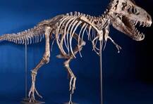 গোবি মরুভূমিতে সন্ধান মিলল বিশ্বের বৃহত্তম ডাইনোসরের পায়ের ছাপ