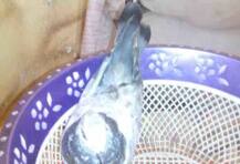 মোদীকে হুমকি বার্তা বয়ে নিয়ে আসা পায়রাটিকে ছেড়ে দেওয়া হচ্ছে