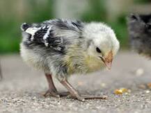 ব্যস্ত সময়ে রাস্তা পেরনোর চেষ্টা, পুলিশের হেফাজতে মুরগীর ছানা!