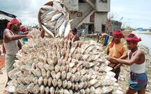 ইলিশবিলাসী বাঙালির পোয়া বারো, প্রতিদিনই উঠছে টন টন ইলিশ, পাল্লা দিয়ে কমছে দাম