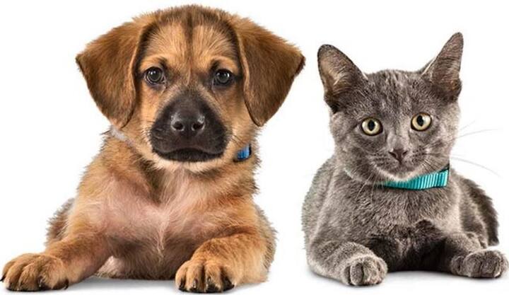 ইরানের কিছু জায়গা আছে, যেখানে পোষ্যর সঙ্গে সেক্স করাই নিয়ম।