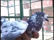 পাক গুপ্তচরদের গোপন তথ্য পাচারের ছক? কাশ্মীরগামী ট্রাক থেকে বাজেয়াপ্ত ১৫০ পায়রা