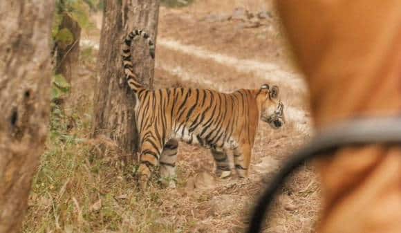 13 Tigers Die In Mp Due To Poisoning Electrocution এক বছরে মধ্যপ্রদেশে মৃত্যু ১৩টি বাঘের