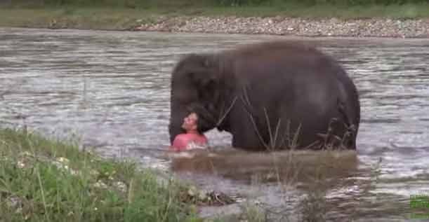 Baby Elephant Rushes To Save Drowning Human Friend In Video Gone Viral ভিডিওতে দেখুন: ভেসে যাওয়া 'মানুষ বন্ধু'কে বাঁচাতে জলে ঝাঁপ হস্তি শাবকের