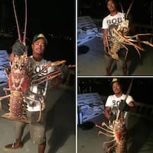 বারমুডায় বিশাল আকৃতির চিংড়ির সন্ধান পেলেন এক মৎসজীবী