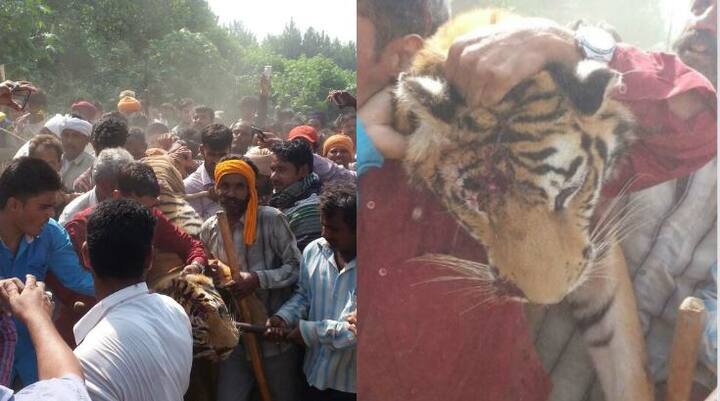 অবশেষে খতম হল উত্তরাখণ্ডের রামনগর এলাকার গত ৪৫ দিনের আতঙ্ক মানুষখেকো বাঘিনী। এই বাঘিনীর হামলায় বেশ কয়েকজনের মৃত্যু হয়েছে। আহত হয়েছেন আরও অনেকে।