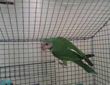 মালিক কে, ‘বেছে নিতে’ বলা হল, খাঁচার দরজা খোলা পেয়েই পালাল টিয়া!