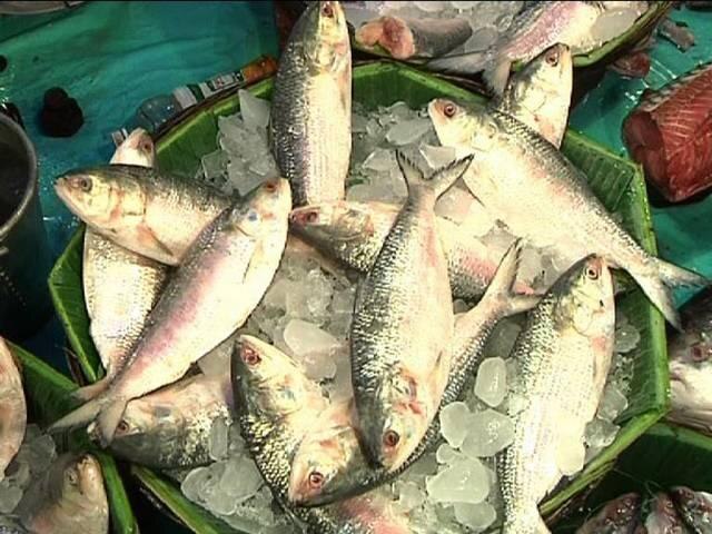 Bengals Beloved Hilsa May Soon Become The First Indian Fish To Get Legal Protection ৫০০ গ্রামের কম ‘খোকা’ ইলিশ কেনাবেচা অবৈধ করতে নতুন আইন, ভাবনা রাজ্যের