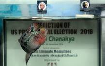 ট্রাম্পই পরবর্তী মার্কিন প্রেসিডেন্ট, ভবিষ্যদ্বাণী মাছের!