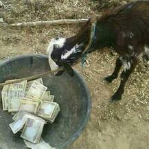 পাঁচশ, হাজারের নোট বাতিল নিয়ে সোশ্যাল মিডিয়ায় কী প্রতিক্রিয়া দেখুন 