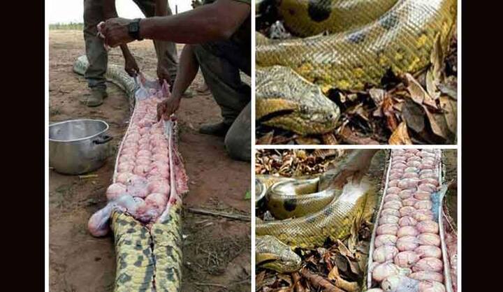 নাইজিরিয়ার একটি গ্রামে এক ব্যক্তির বাছুর হারিয়ে যায়।