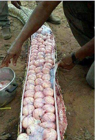 খোঁজ করতে গিয়ে তিনি দেখতে পান জঙ্গলে একটি বিশাল অজগর রয়েছে।