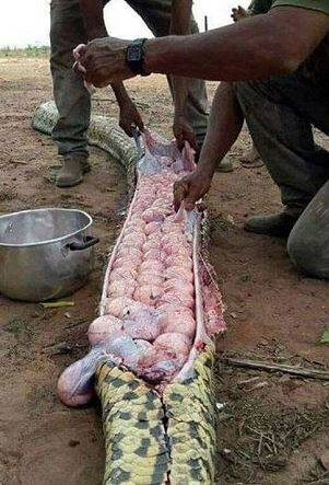 অজগরের পেট দেখে তাঁর সন্দেহ হয়, বাছুরকে সেই গিলে খেয়েছে।