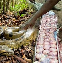 স্রেফ সন্দেহের বশে \'অন্তঃসত্ত্বা\' অজগরকে মেরে ফেলল গ্রামবাসীরা