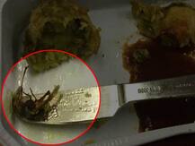 এয়ার ইন্ডিয়ার বিমানে খাবারে আরশোলা, তদন্তে বিমানসংস্থা