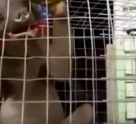 নিরামিষ এবং আমিষ দুধরনের খাবারই নাকি খায় অদ্ভুত দেখতে এই প্রাণী।