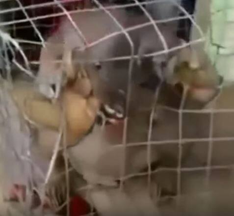 তবে সত্যিই এরকম প্রাণীর অস্তিত্ব রয়েছে কিনা সে নিয়েই রয়েছে ধন্দ। প্রশ্ন উঠছে ছবিটির সত্যতা নিয়েও। 