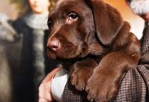 সামান্য আঁচড় কাটার অপরাধে, ব্লেড দিয়ে কুকুর ছানার দুটো পা কাটল এক ব্যক্তি